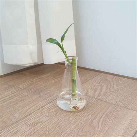 開運竹 水耕